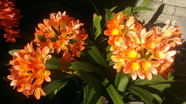 Landscaping services Cape Town