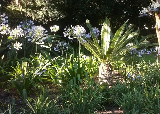 Irrigation installation Cape Town